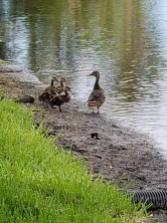Momma Duck and babies